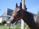 20.6.2009_7