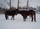 leden 2010_11
