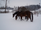 leden 2010_5