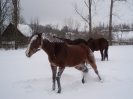 leden 2010_8